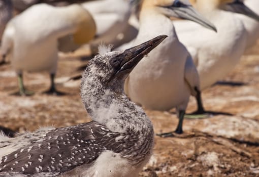 A young gannet chick at Cape Kidnappers Gannet Colony, Hawkes Bay New Zealand. Cape Kidnappers is the largest land based colony in the world.