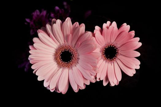 Two pink gerberas daisies on black background