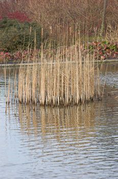 Park pond