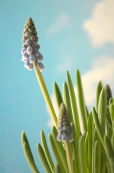 Blue hyacinth