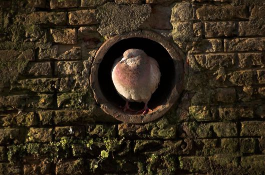 Pigeon sitting in a gutter