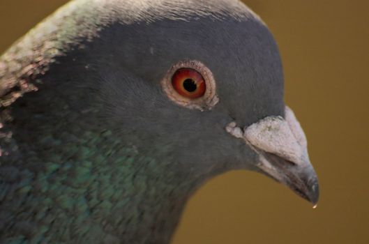 Pigeon sitting in a gutter