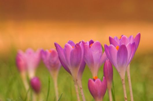 Violet crocus