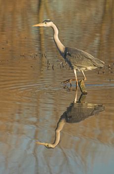 Grey heron hunting for fish in a Dutch water pool