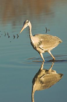 Grey heron hunting for fish in a Dutch water pool