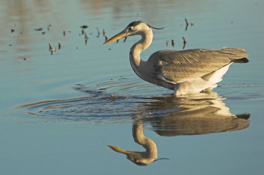 Grey heron hunting for fish in a Dutch water pool