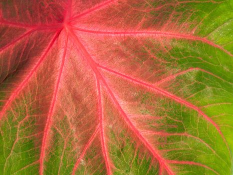 Close-up of a colorful green and pink leaf with veins making beautiful natural pattern