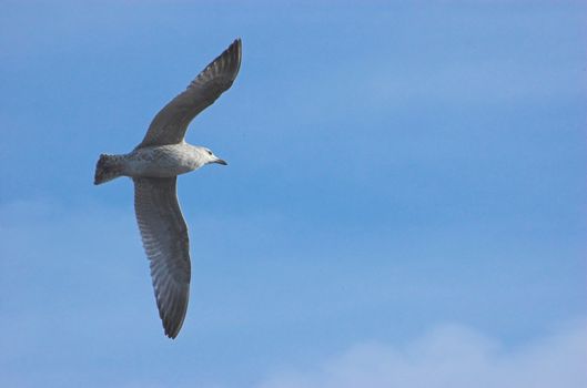 Common gull, spotted in Holland, Scheveningen pier