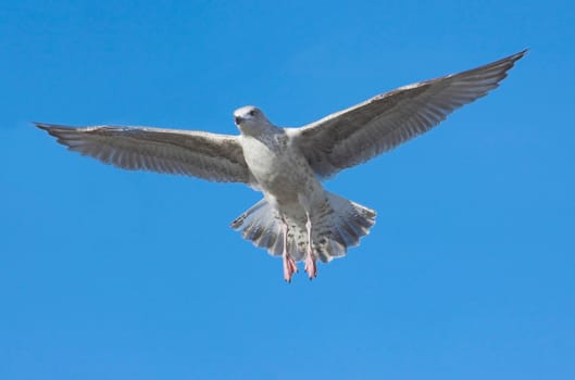 Common gull, spotted in Holland, Scheveningen pier