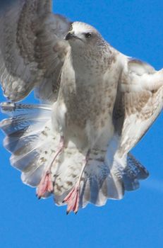 Common gull, spotted in Holland, Scheveningen pier