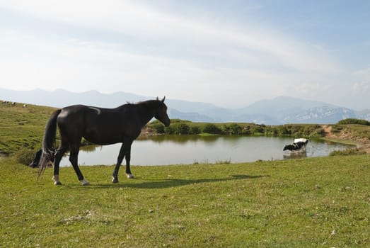 Classic animal in farm scene showing horse with small lake and mountains in the background.