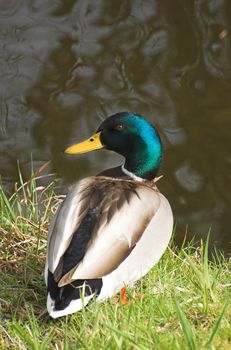 Mallard sitting at the edge of a canal in Spring