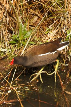 Common moorhen hiding in bushes at the edge of a canal
