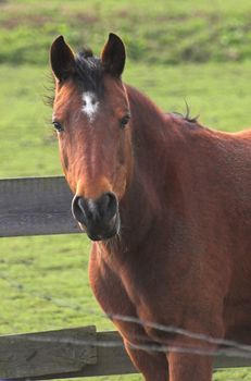 Bay horse on a grass lawn