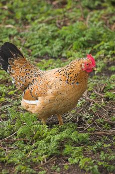 Brown hen feeding on seed in the middle of a lawn