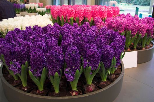 Flower exposition on a flower fair in Keukenhof, Holland