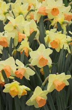 Flower field under the glass on a fower fair exhibition