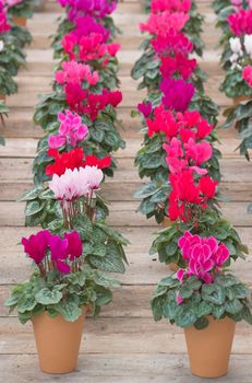 Violets arranged in clay pots in rows on a flower fair