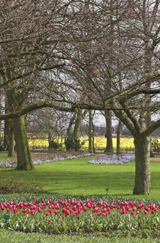 Keukenhof park in Holland in early Spring