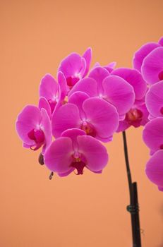 Colorful orchids -  still life on flower exposition in Holland