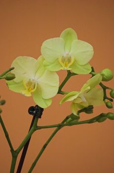 Colorful orchids -  still life on flower exposition in Holland