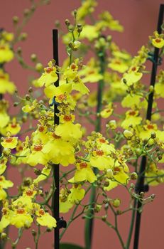 Colorful orchids -  still life on flower exposition in Holland