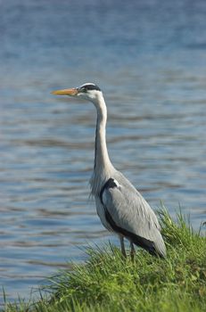 Great grey heron standing at the edge of a canal