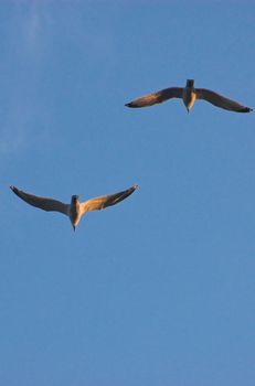Two sea gulls caught in the middle of flight, with clear blue sky in the background