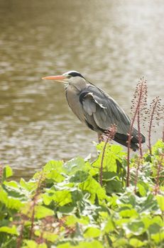 Grey heron standing at the edge of a Dutch canal