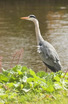 Grey heron standing at the edge of a Dutch canal