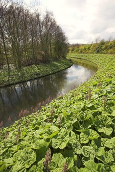 Green field of arctium at the edge of a Dutch canal in a park