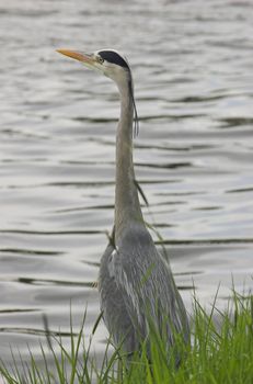 Grey heron standing at the edge of a river