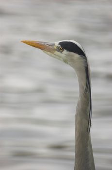 Grey heron standing at the edge of a river