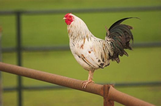 White feathered hen sitting on a fence