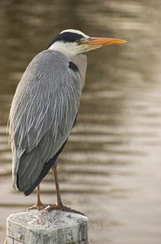 Grey heron standing on a wooden pole at the edge of a canal