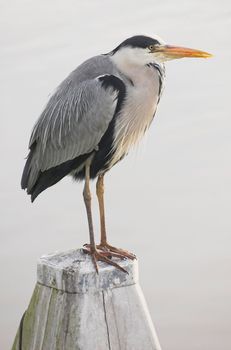 Grey heron standing on a wooden pole at the edge of a canal