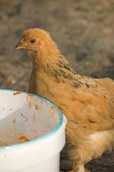 Brown chicken looking for food inside a plastic bucket