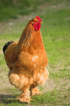 Brown rooster with legs covered with feathers