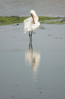 Common spoonbill searching for food in a Dutch canal