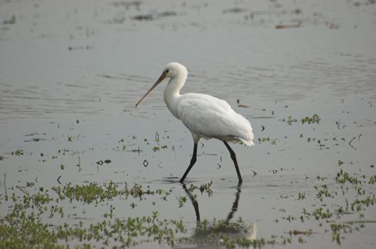 Common spoonbill searching for food in a Dutch canal