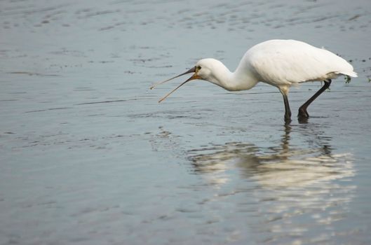 Common spoonbill searching for food in a Dutch canal