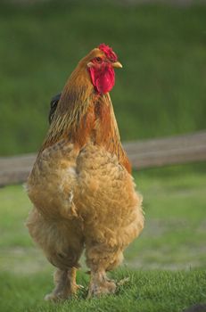 Brown rooster with legs covered with feathers