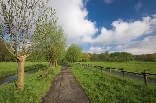 Dutch countryside in early Spring, a view of green field and willow woods