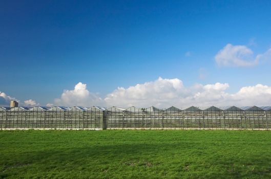 Row of greenhouses under a blue sky in Holland