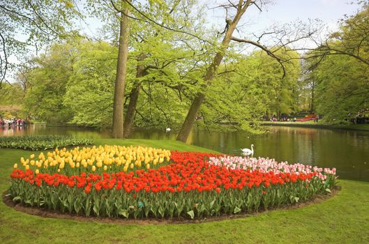 Flowery field of different kinds of flowers in Spring in the exhibition in Keukenhof