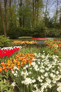 Flowery field of different kinds of flowers in Spring in the exhibition in Keukenhof