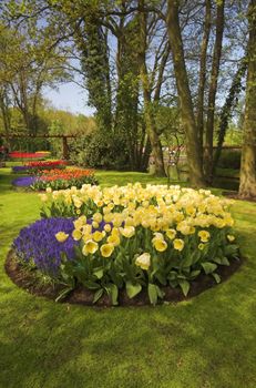 Flowery field of different kinds of flowers in Spring in the exhibition in Keukenhof