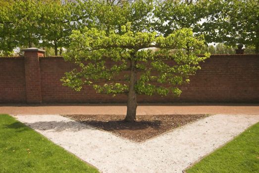 Alder tree trimmed to form a decorative fence (shrubbery)