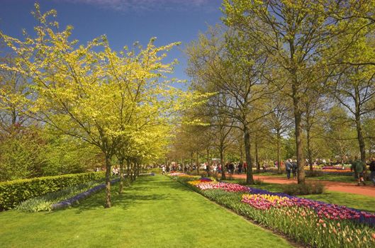 Flowery field of different kinds of flowers in Spring in the exhibition in Keukenhof