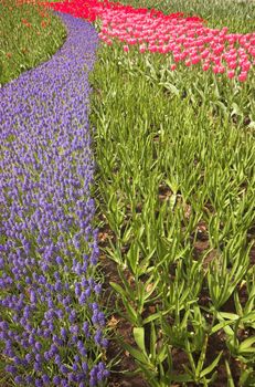 Flowery field of different kinds of flowers in Spring in the exhibition in Keukenhof